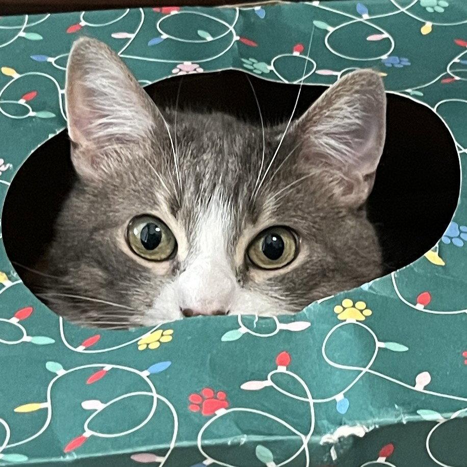 Enlarge Delilah, a Adoptable Tuxedo in Garland, TX image 3/3