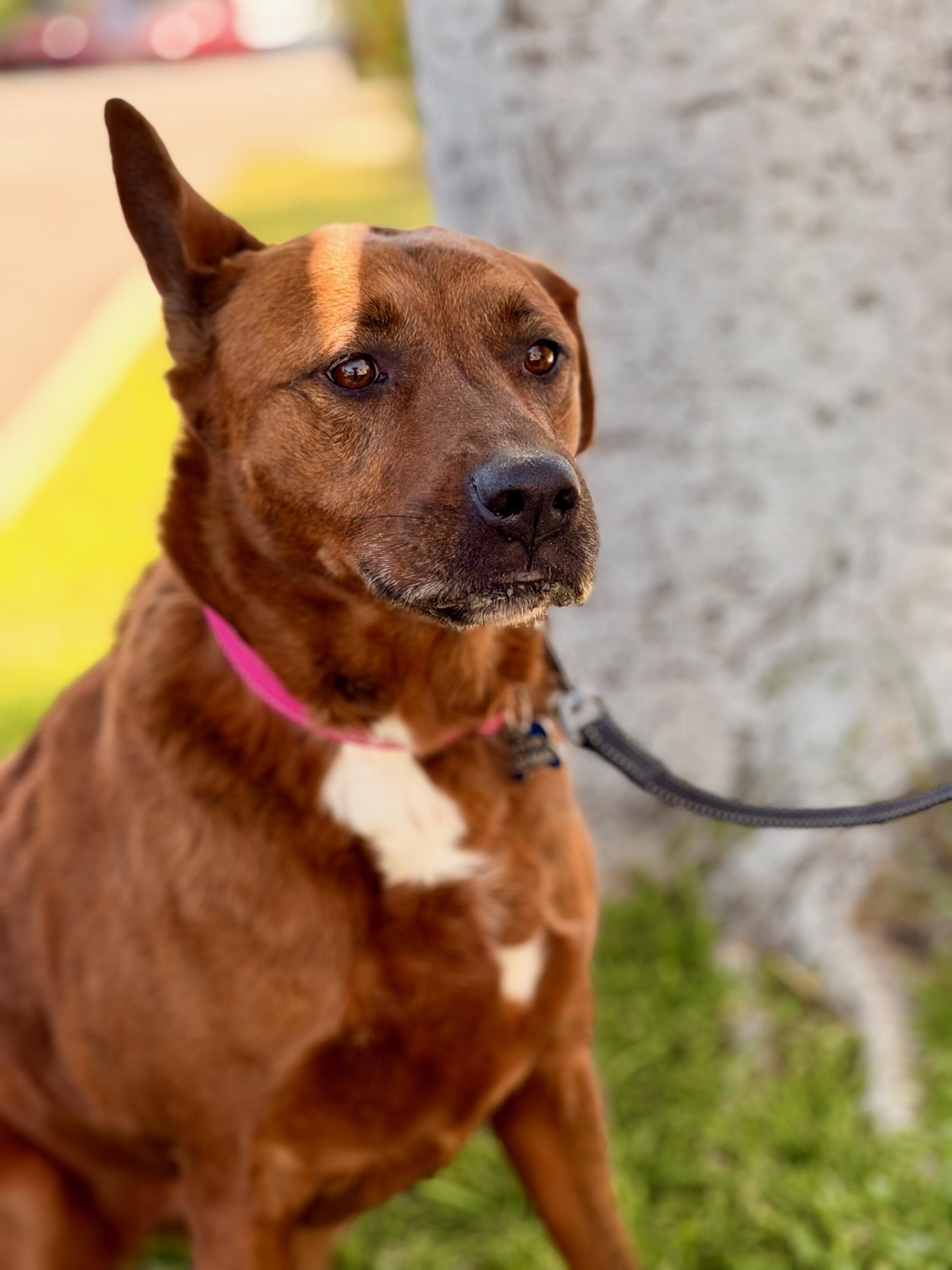Nola, Adoptable, Adult Female Rhodesian Ridgeback.