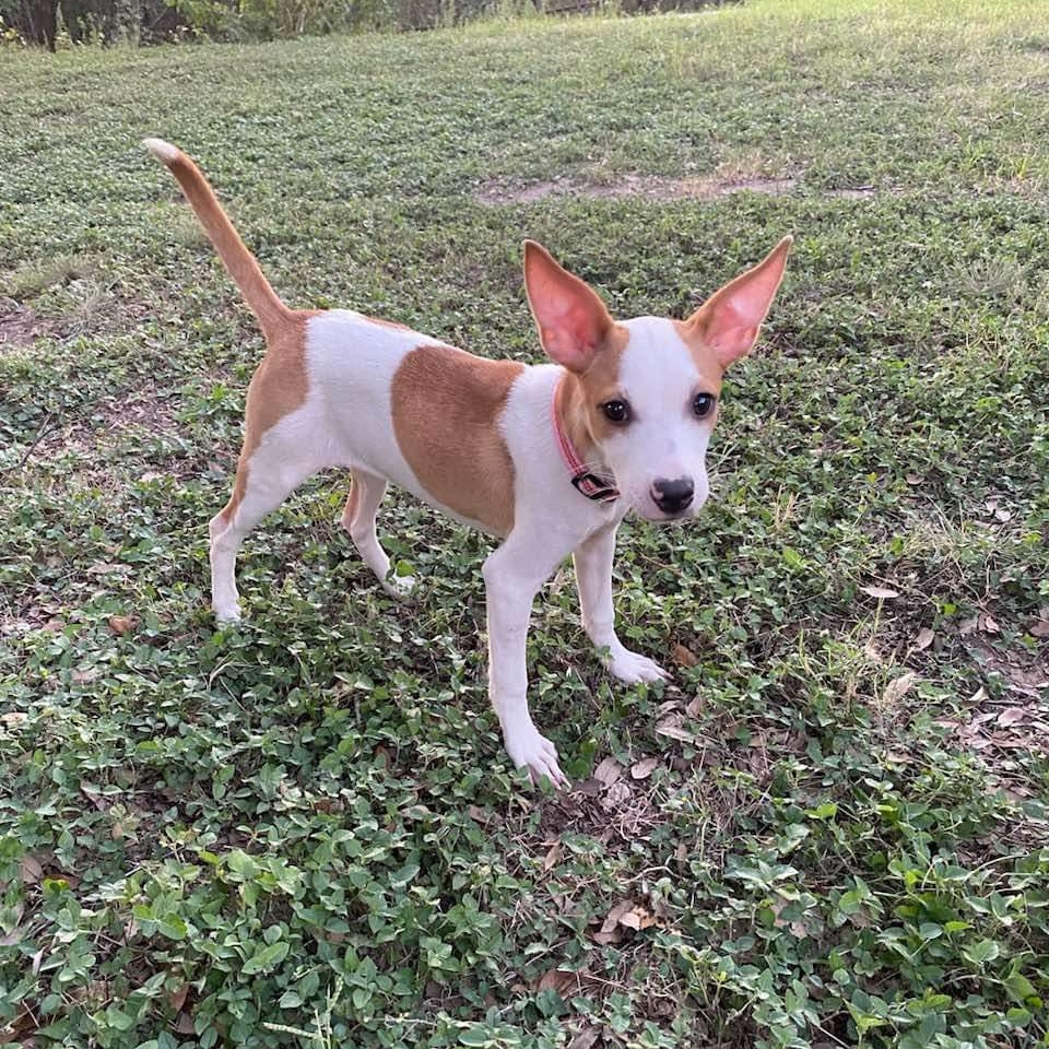 Dog for adoption May Bell, a Chihuahua Mix in Patterson, NY Petfinder