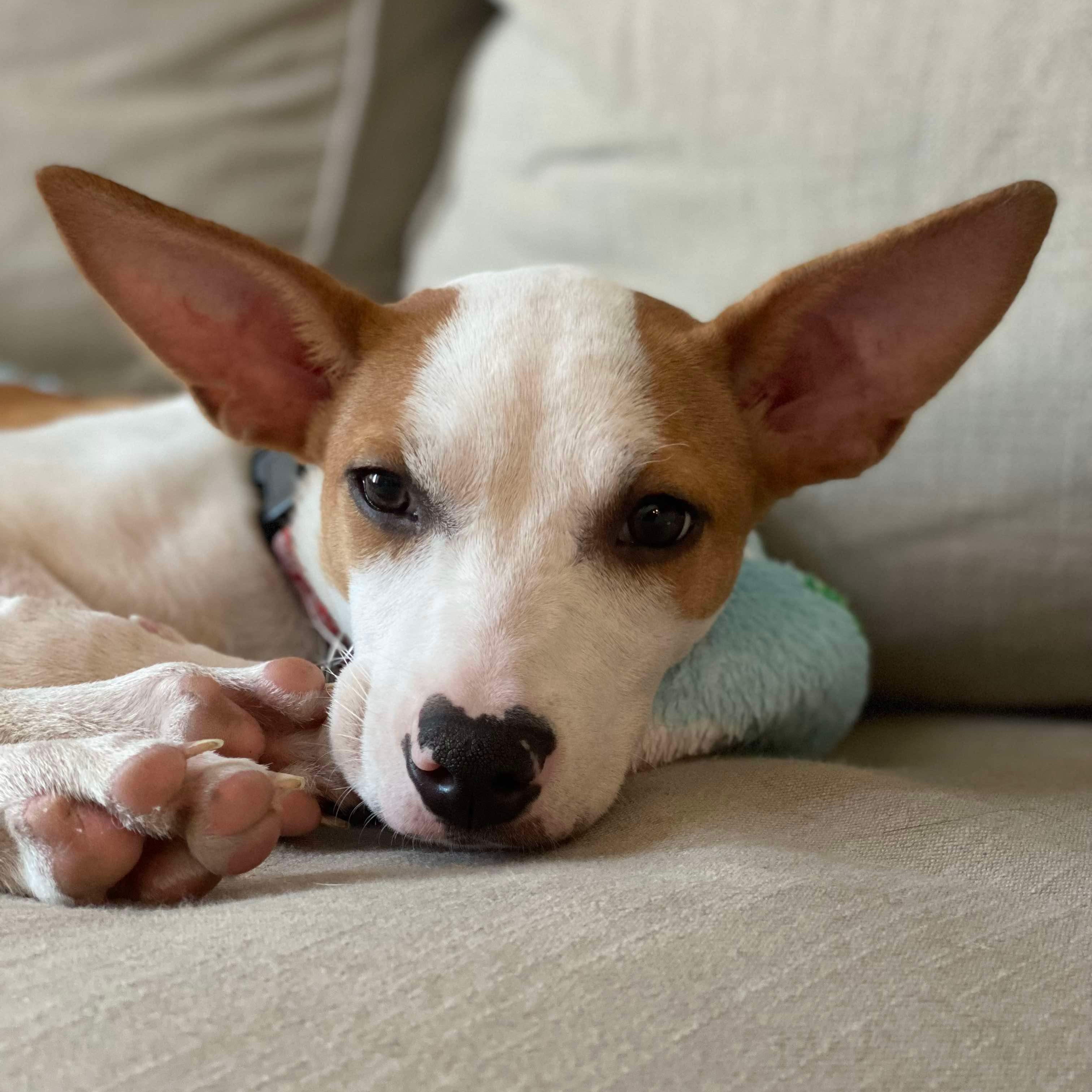 Dog for adoption May Bell, a Chihuahua Mix in Patterson, NY Petfinder