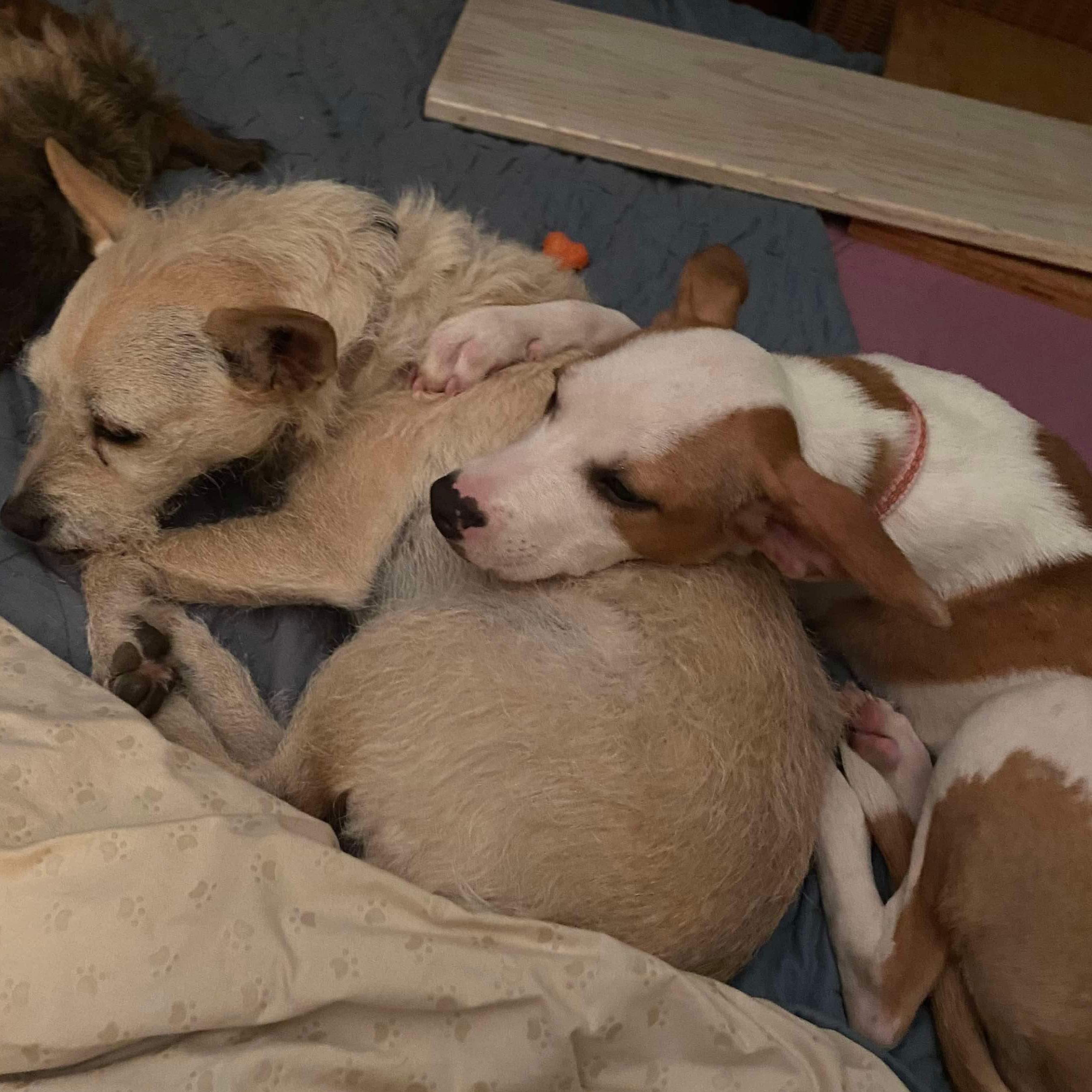 Dog for adoption May Bell, a Chihuahua Mix in Patterson, NY Petfinder