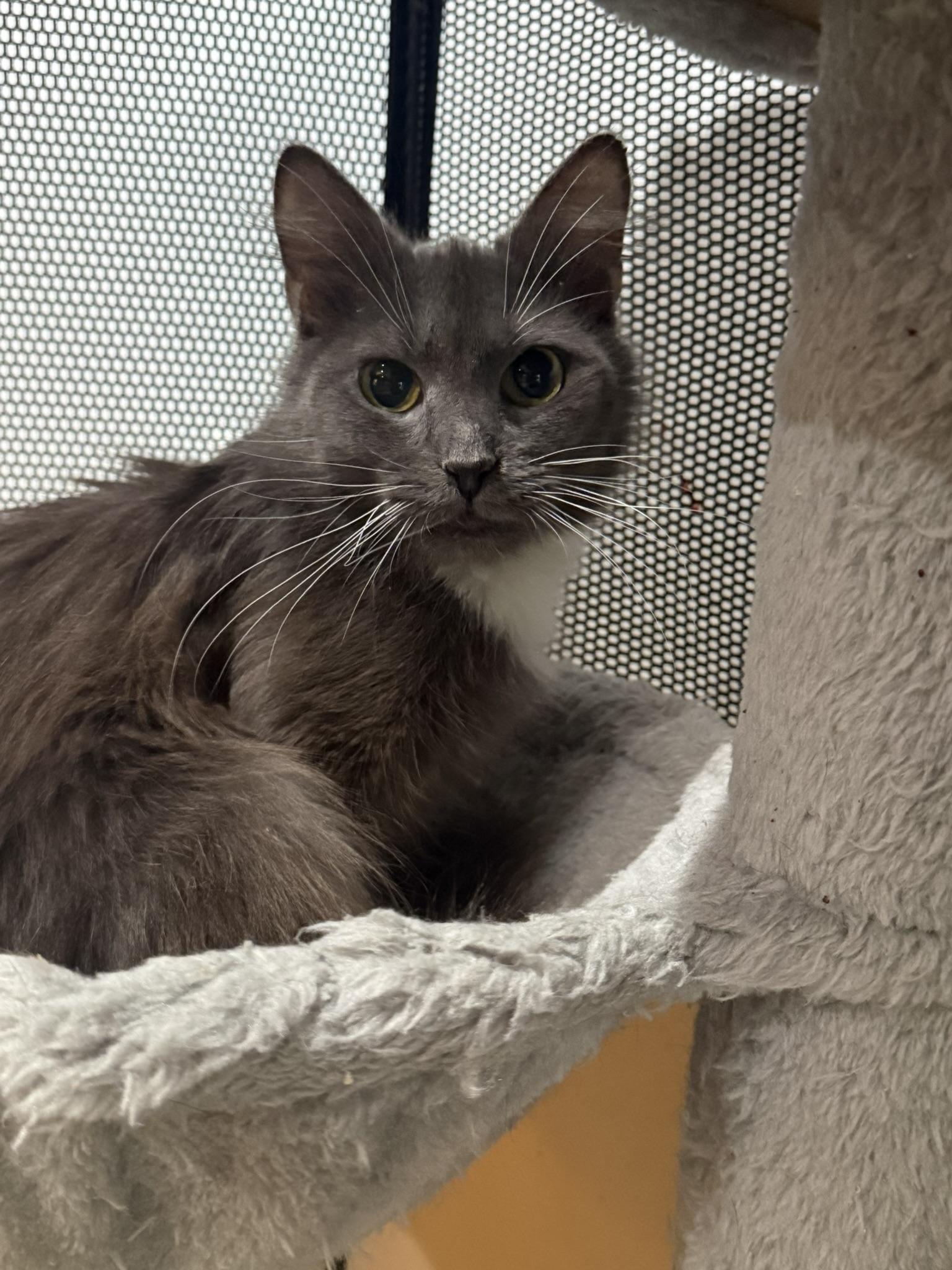 Enlarge Dakota, an adoptable Domestic Medium Hair in CANONSBURG, PA image 4/5