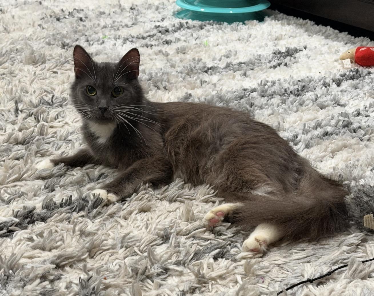 Enlarge Dakota, an adoptable Domestic Medium Hair in CANONSBURG, PA image 1/5