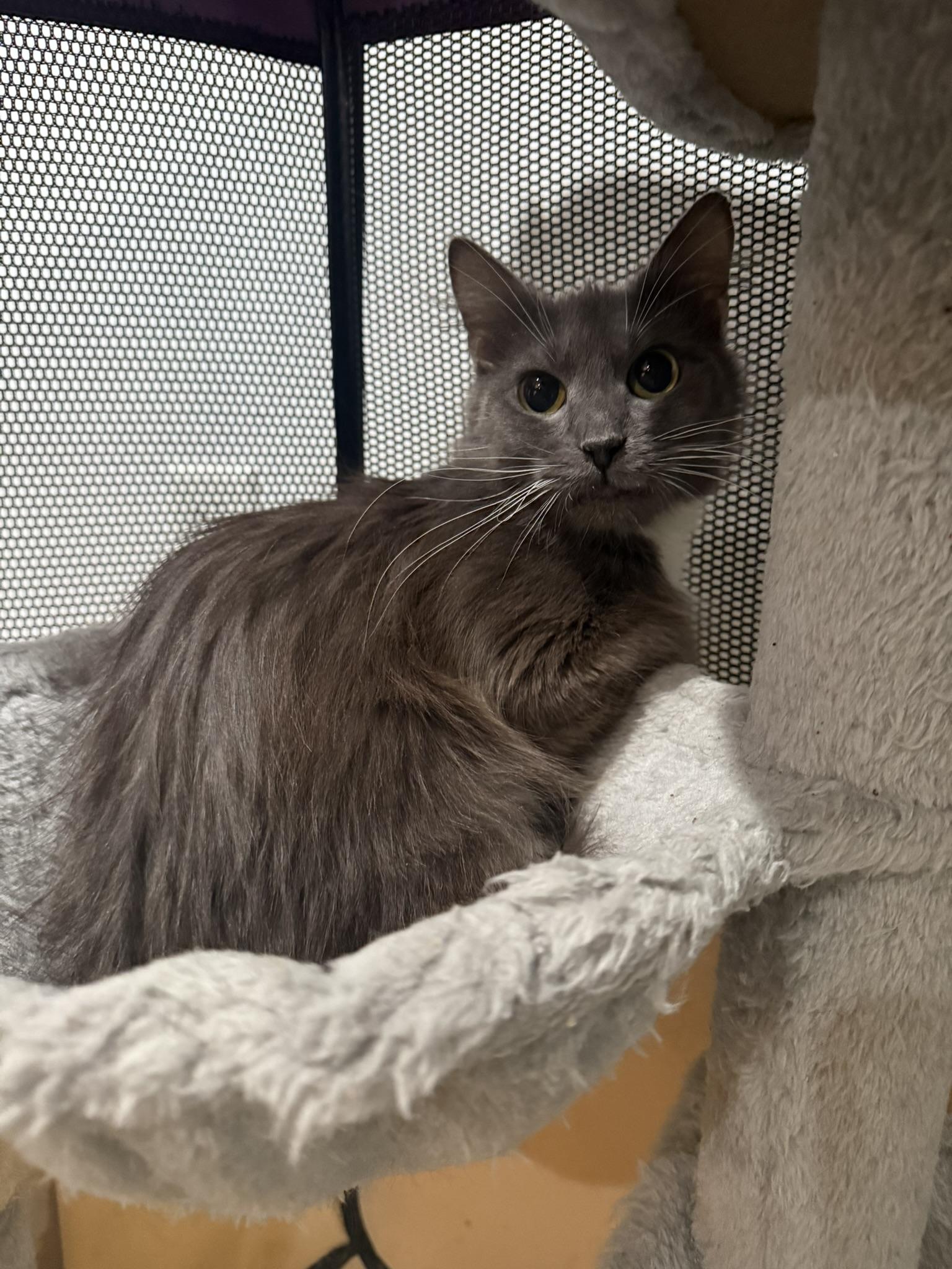 Enlarge Dakota, an adoptable Domestic Medium Hair in CANONSBURG, PA image 2/5