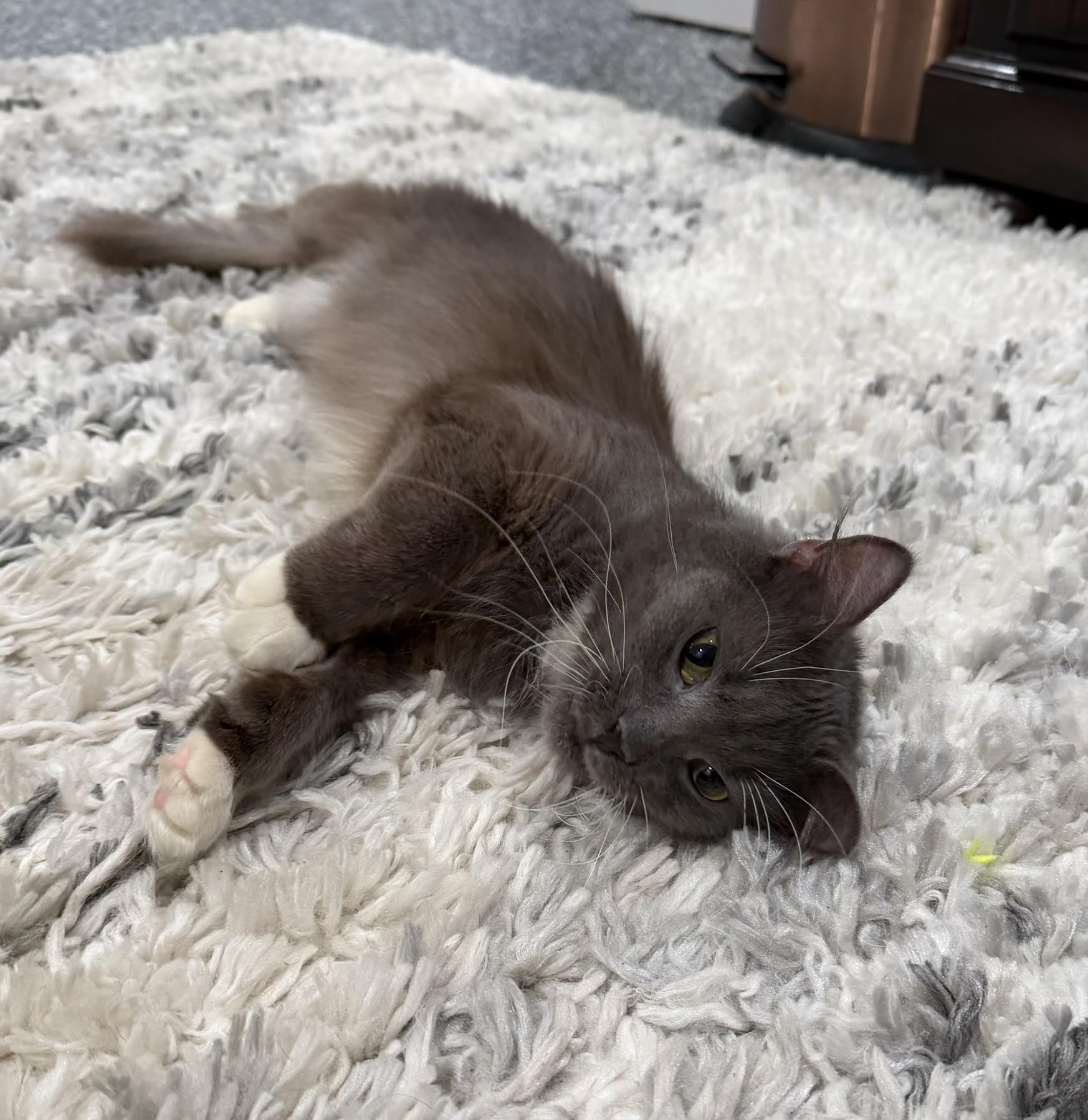 Enlarge Dakota, an adoptable Domestic Medium Hair in CANONSBURG, PA image 5/5