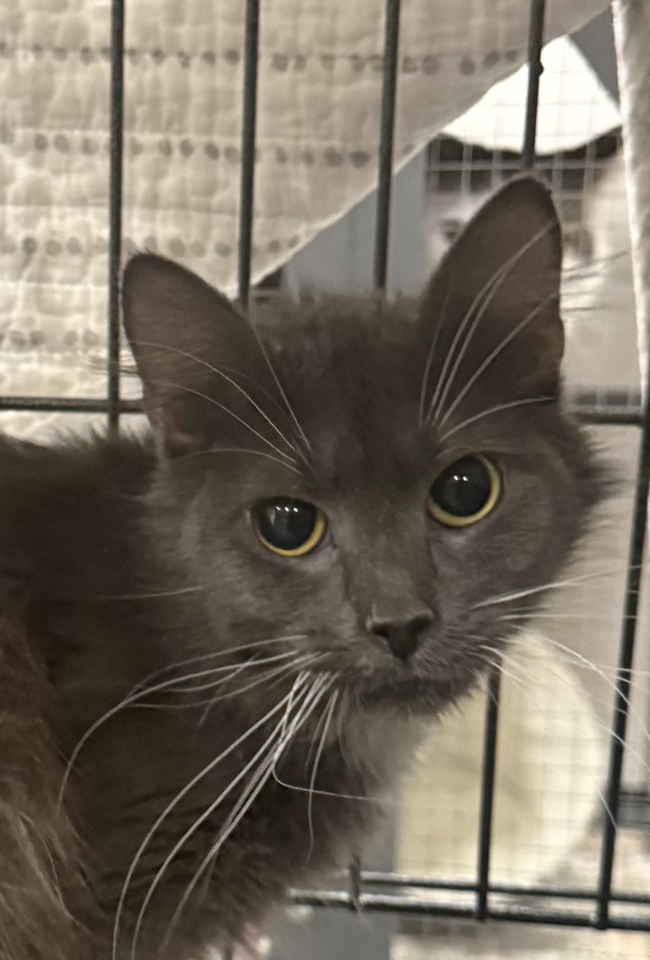 Dakota, ADOPTABLE, Kitten Female Domestic Medium Hair.