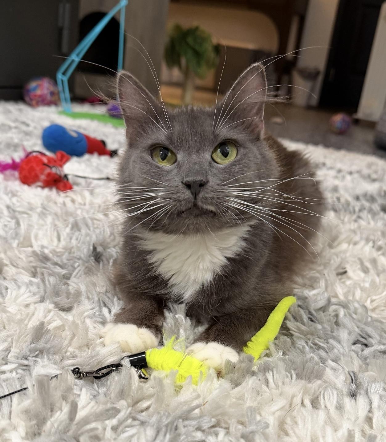 Dakota, adoptable, Young Female Domestic Medium Hair.