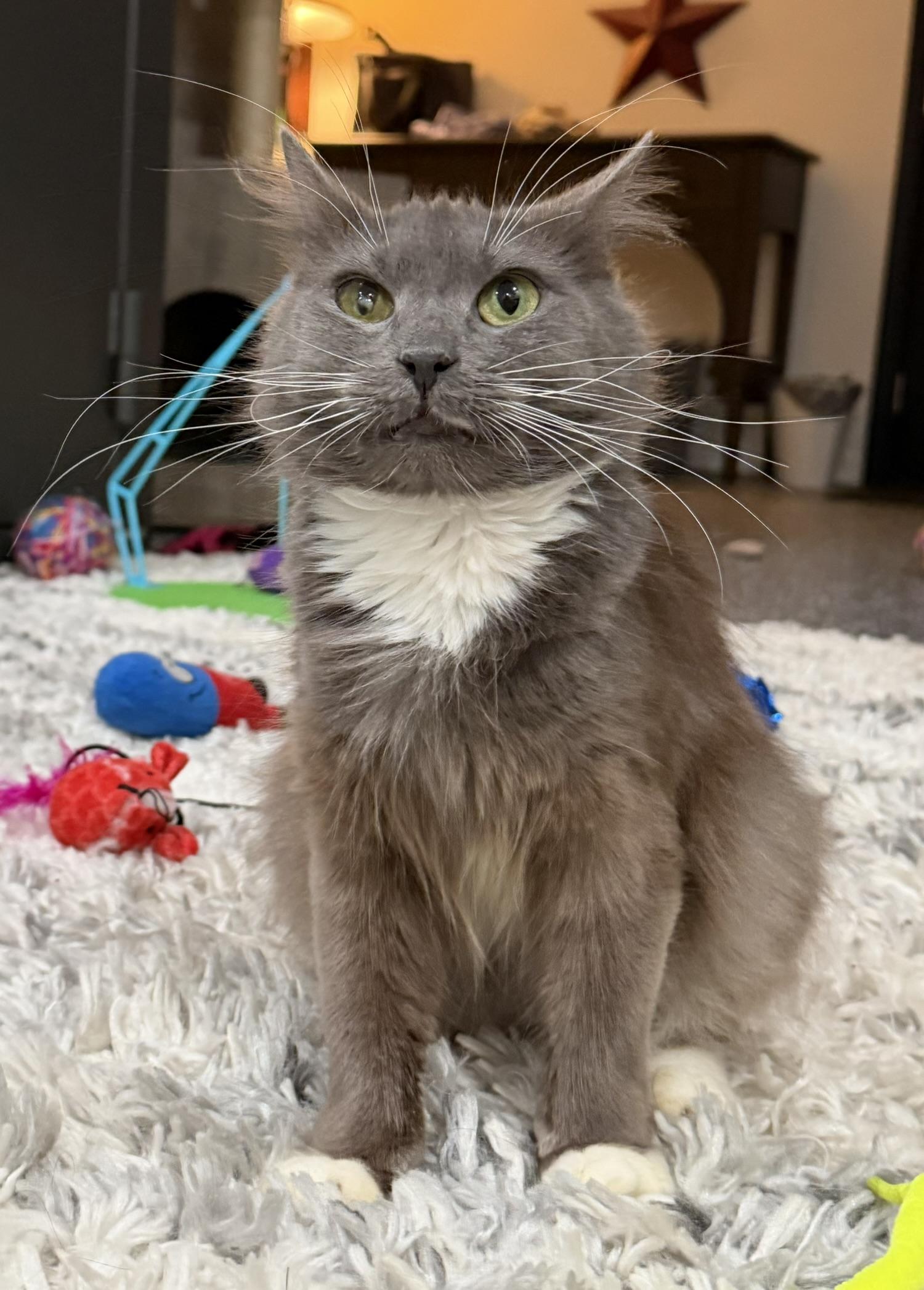 Enlarge Dakota, an adoptable Domestic Medium Hair in CANONSBURG, PA image 2/5