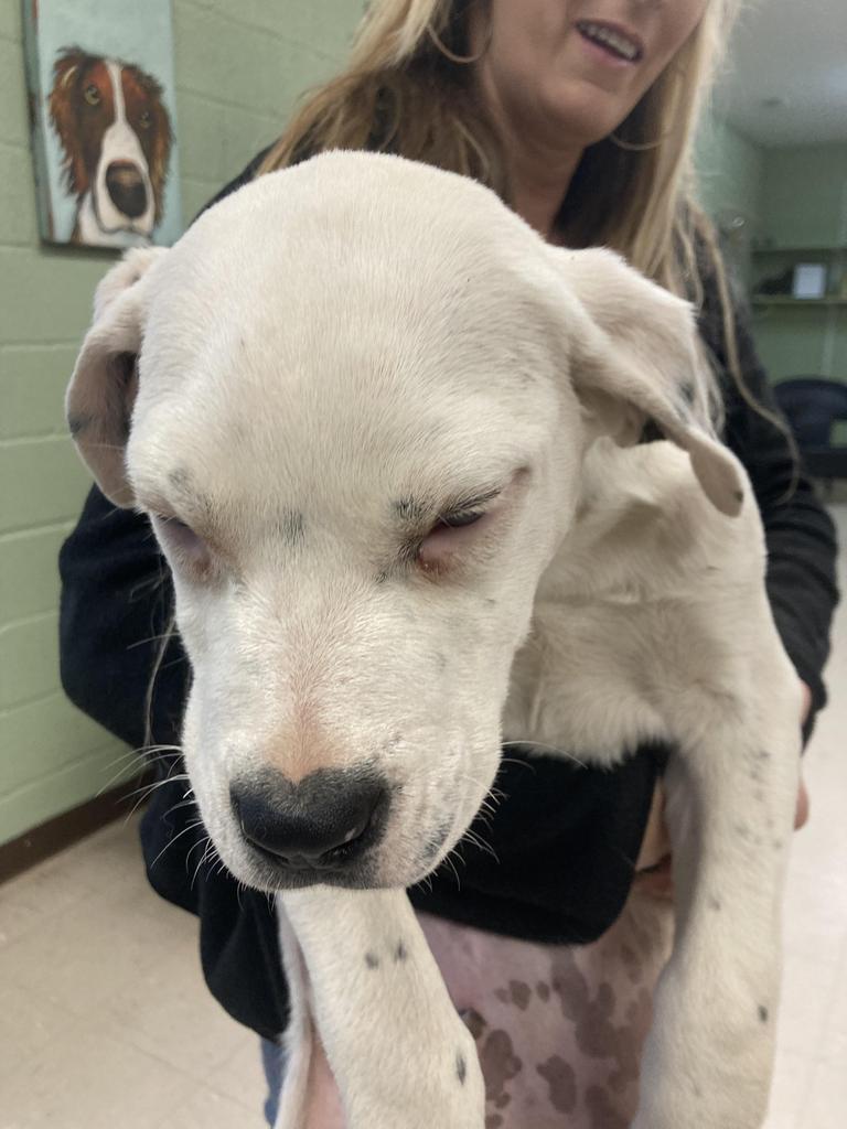 Navy, Adoptable, Puppy Male American Staffordshire Terrier & Mixed Breed.