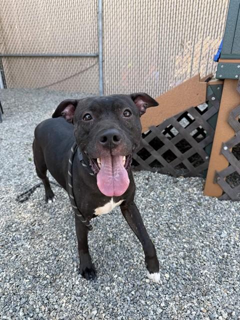 Enlarge COCO CHANEL, a Adoptable mixed breed in Lincolnton, NC image 1/1