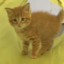 Enlarge Sunny, a ADOPTABLE Domestic Short Hair in Lincoln, MI image 1/1