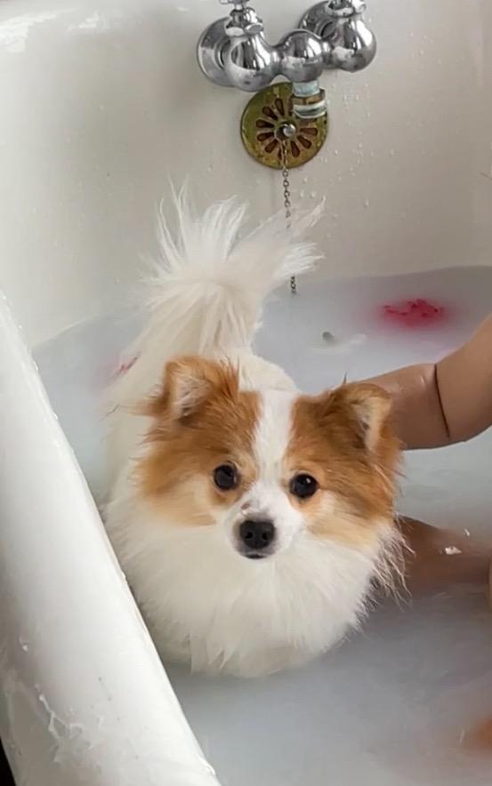 Patch, ADOPTABLE, Adult Female Pomeranian & Chihuahua.