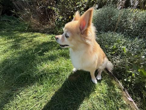 Enlarge Patch, a ADOPTABLE mixed breed in Surrey, BC image 3/4