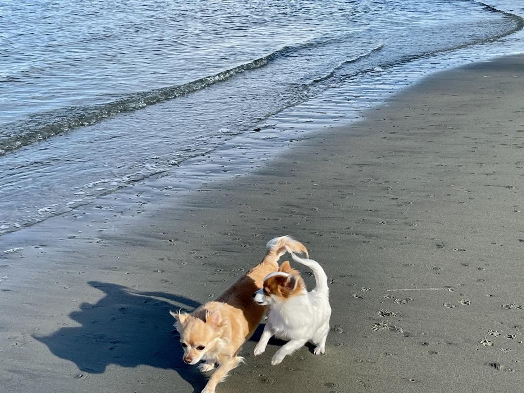 Enlarge Patch, a ADOPTABLE mixed breed in Surrey, BC image 2/4