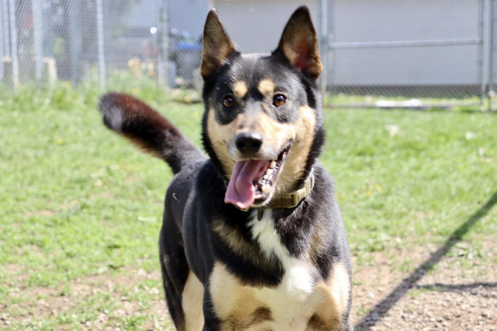 Riker, Adult Male German Shepherd Dog