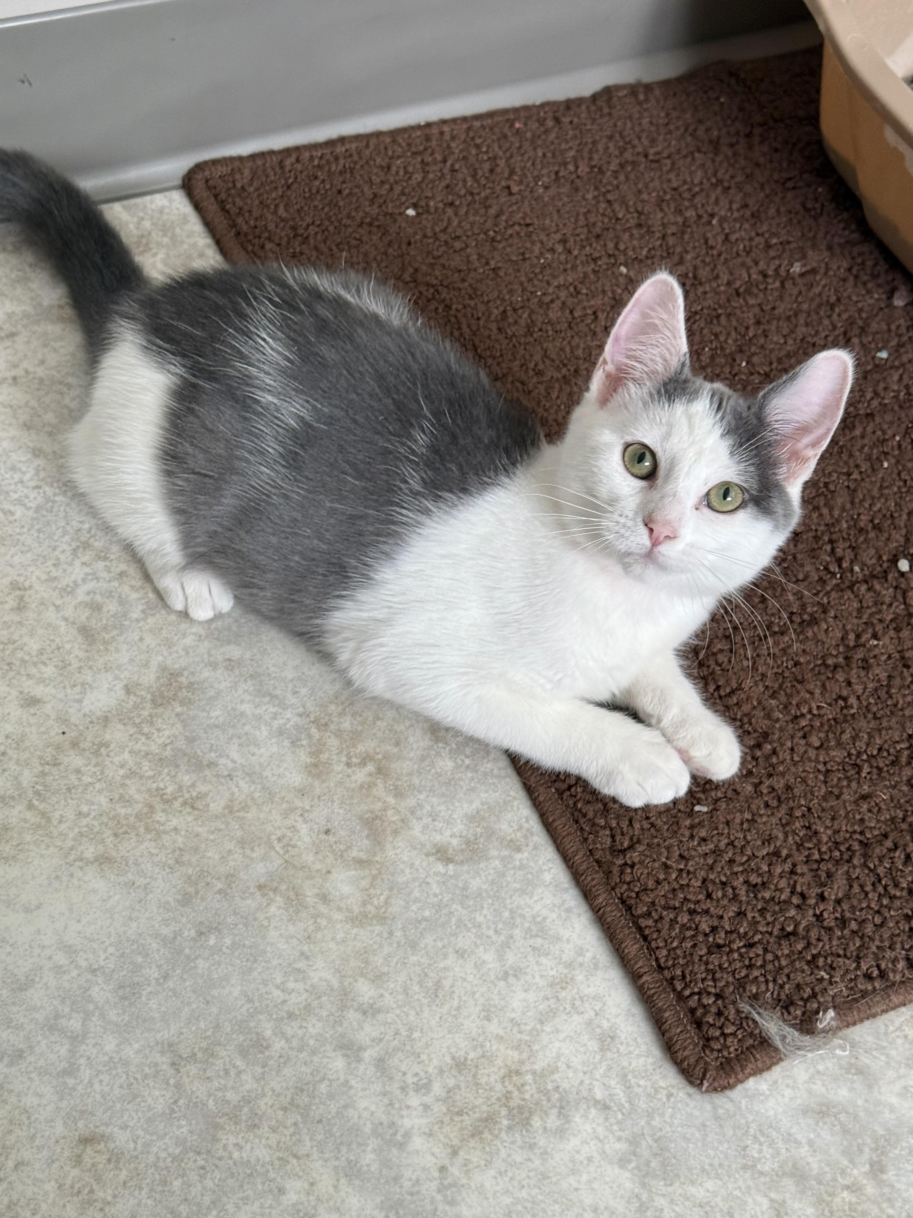 Dorothy, Young Female Domestic Short Hair