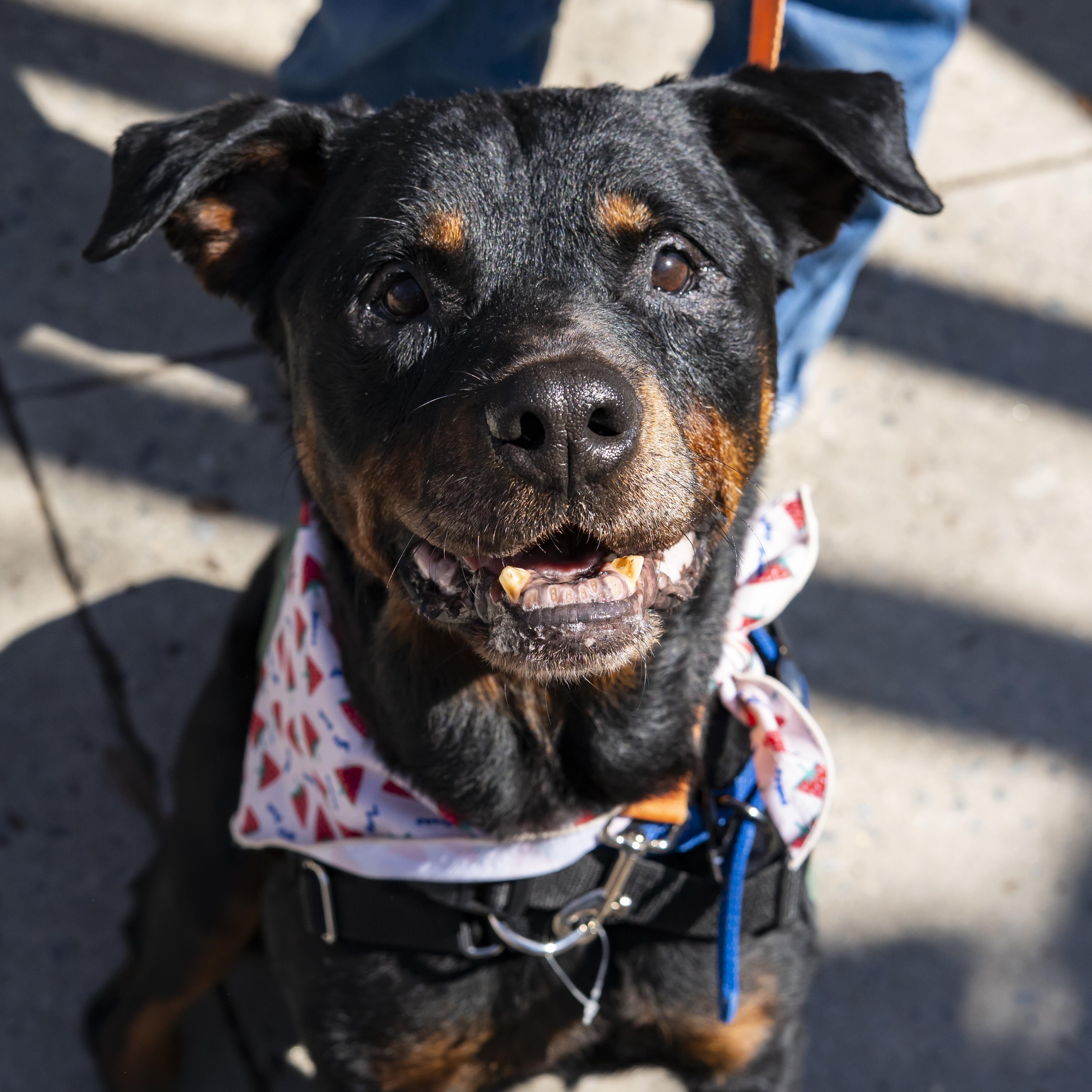 Enlarge Jane Goodall, a Adoptable Rottweiler in Brooklyn, NY image 2/5