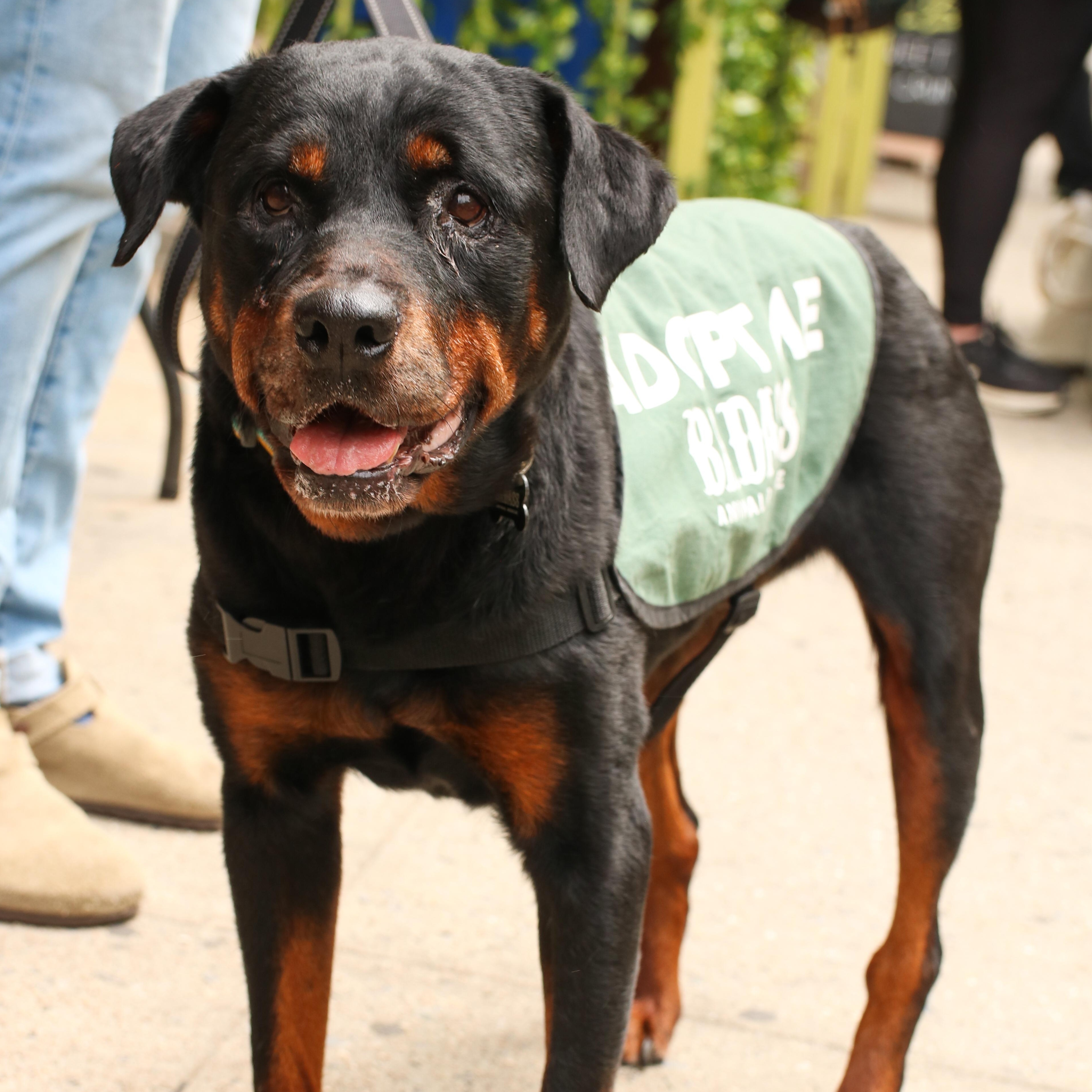 Enlarge Jane Goodall, a Adoptable Rottweiler in Brooklyn, NY image 6/6