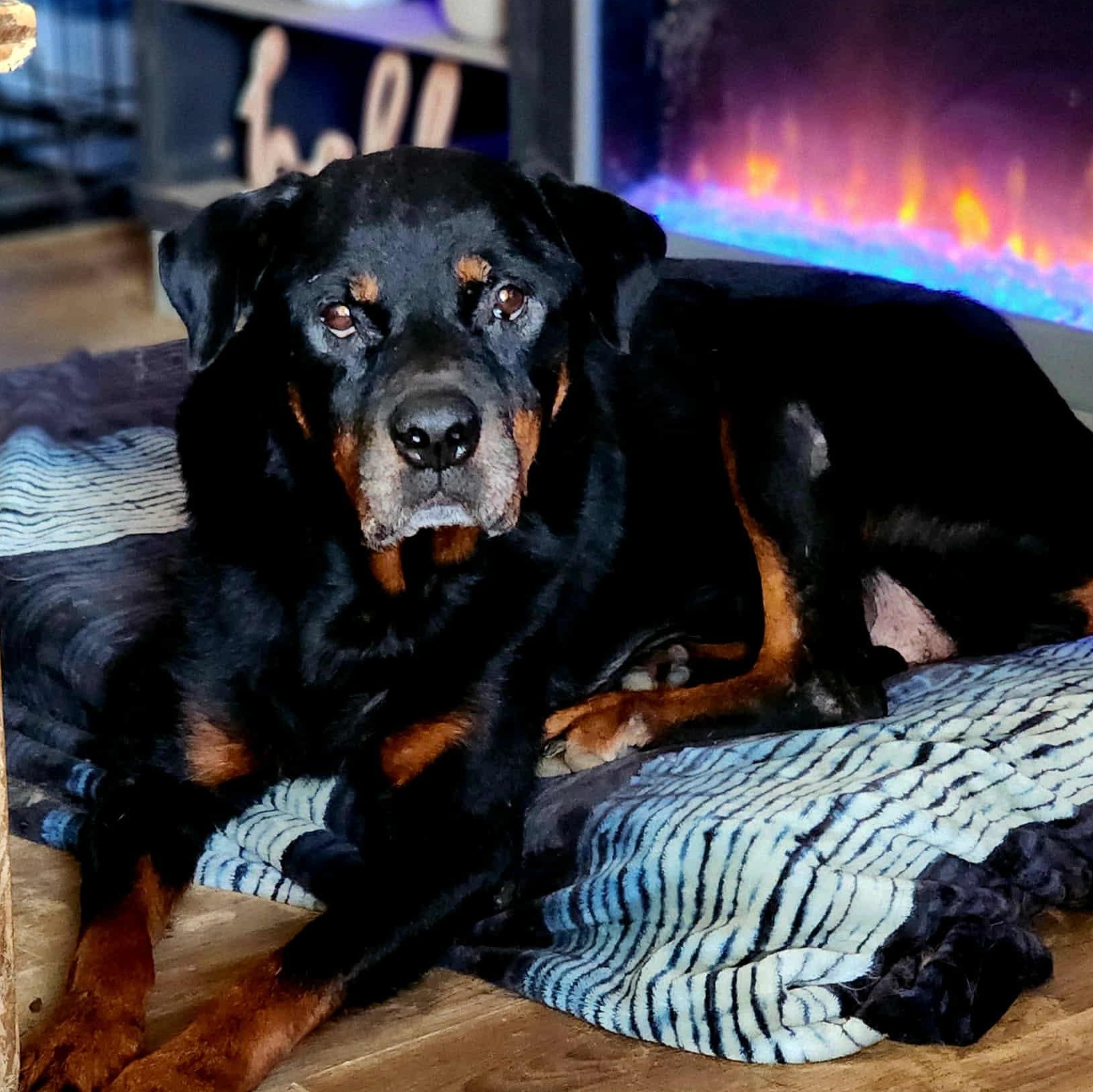 Enlarge Jane Goodall, a Adoptable Rottweiler in Brooklyn, NY image 1/1