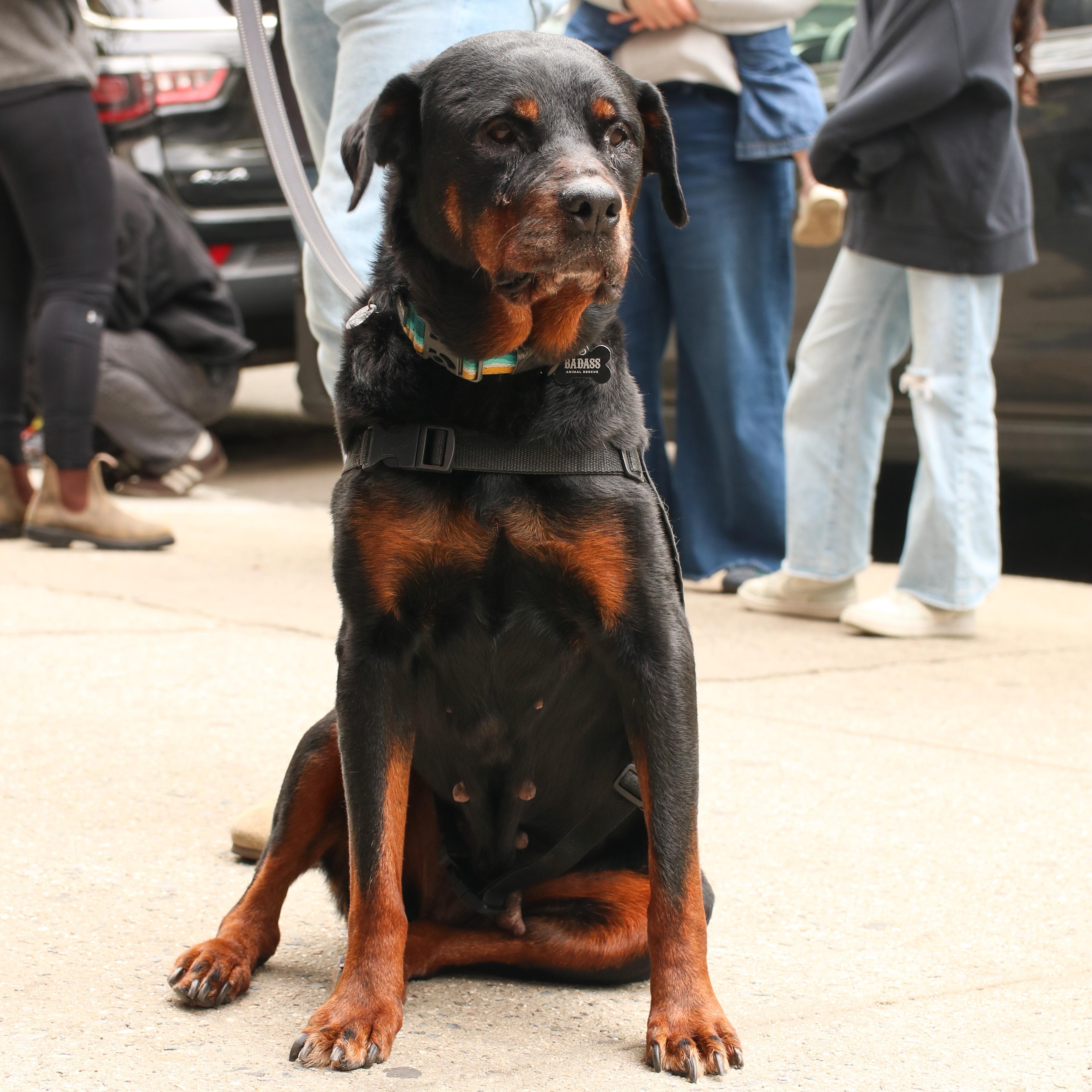 Enlarge Jane Goodall, a Adoptable Rottweiler in Brooklyn, NY image 3/6