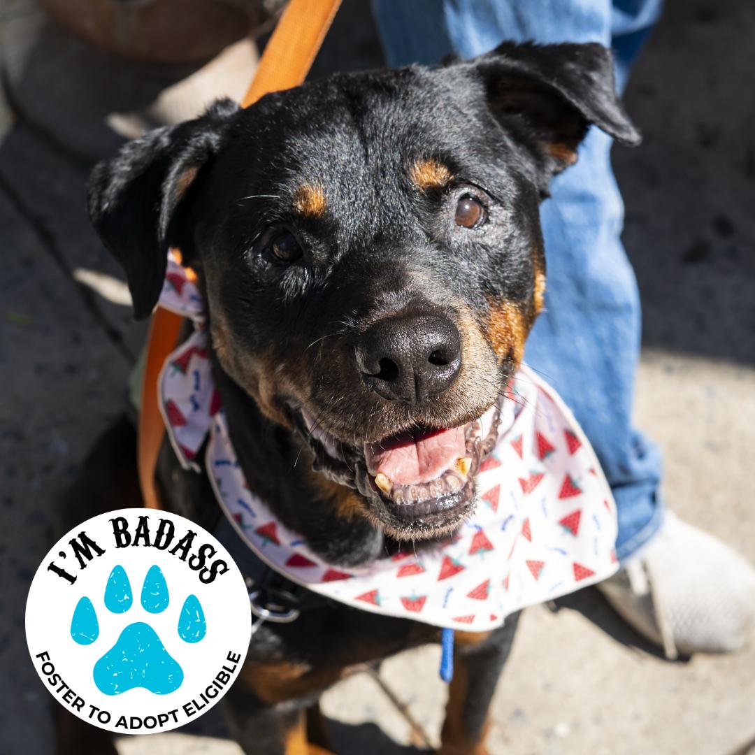 Enlarge Jane Goodall, a Adoptable Rottweiler in Brooklyn, NY image 1/5