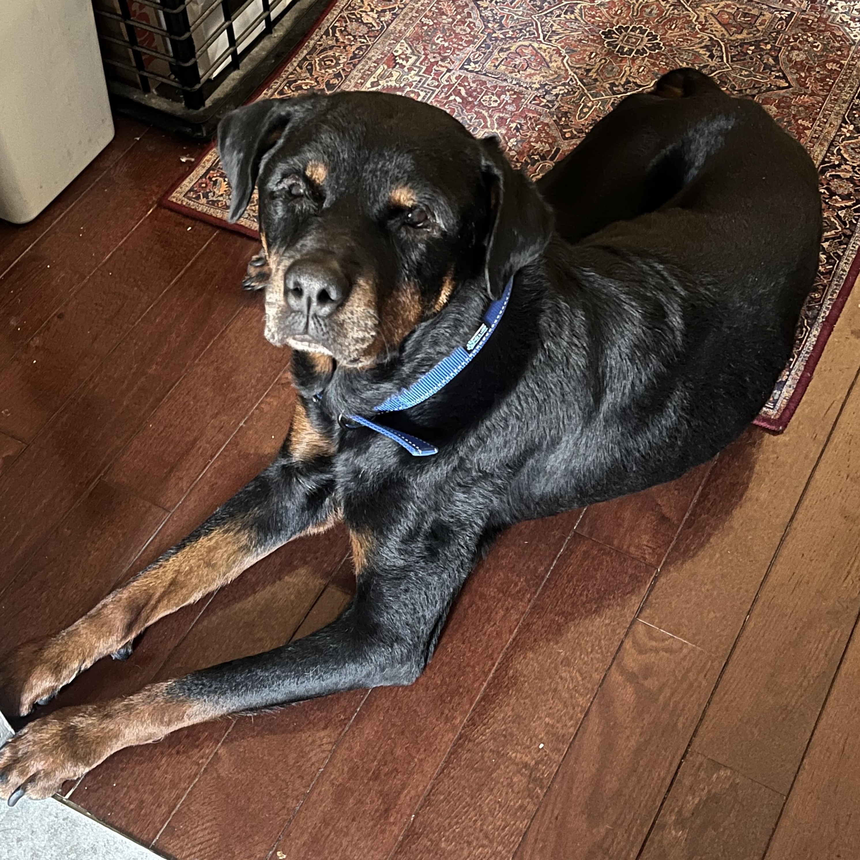 Enlarge Jane Goodall, a Adoptable Rottweiler in Brooklyn, NY image 4/5