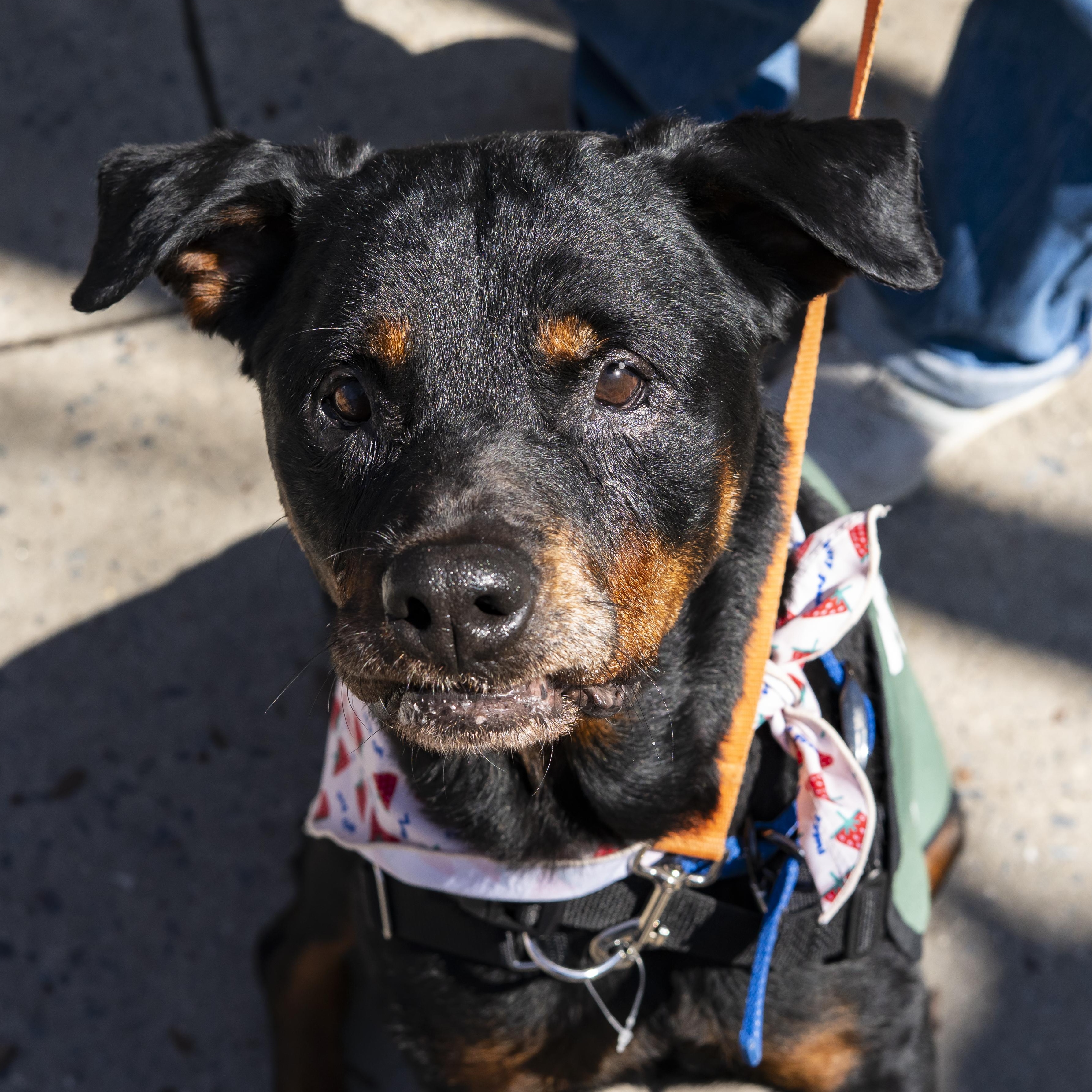 Enlarge Jane Goodall, a Adoptable Rottweiler in Brooklyn, NY image 5/5