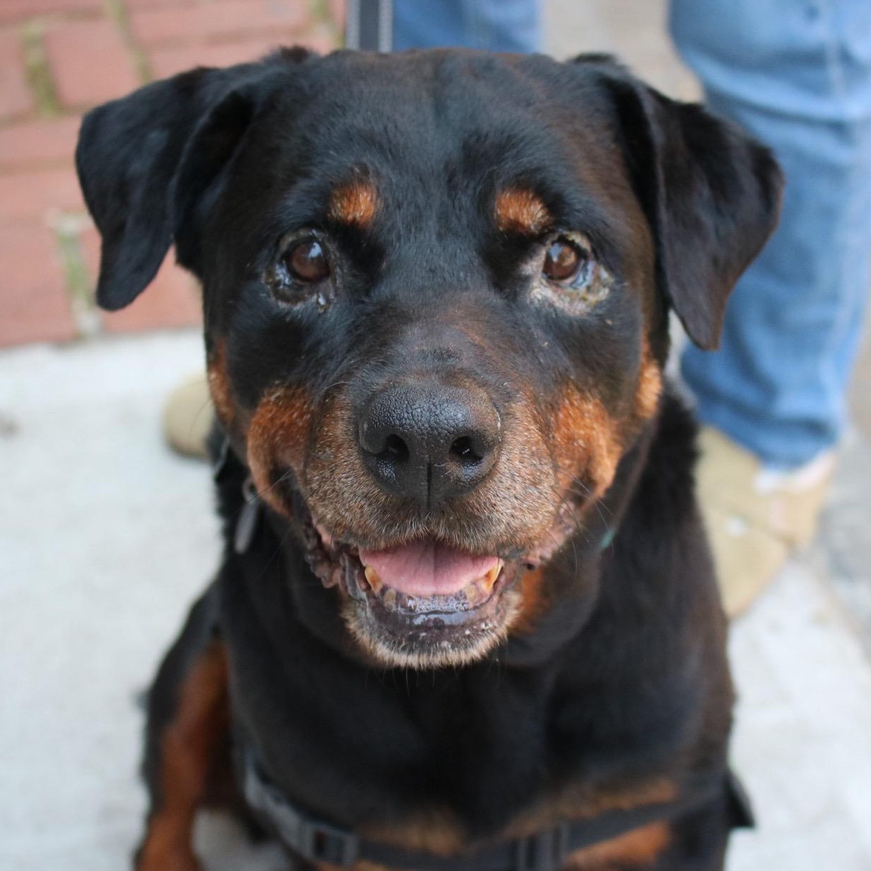 Enlarge Jane Goodall, a Adoptable Rottweiler in Brooklyn, NY image 2/6