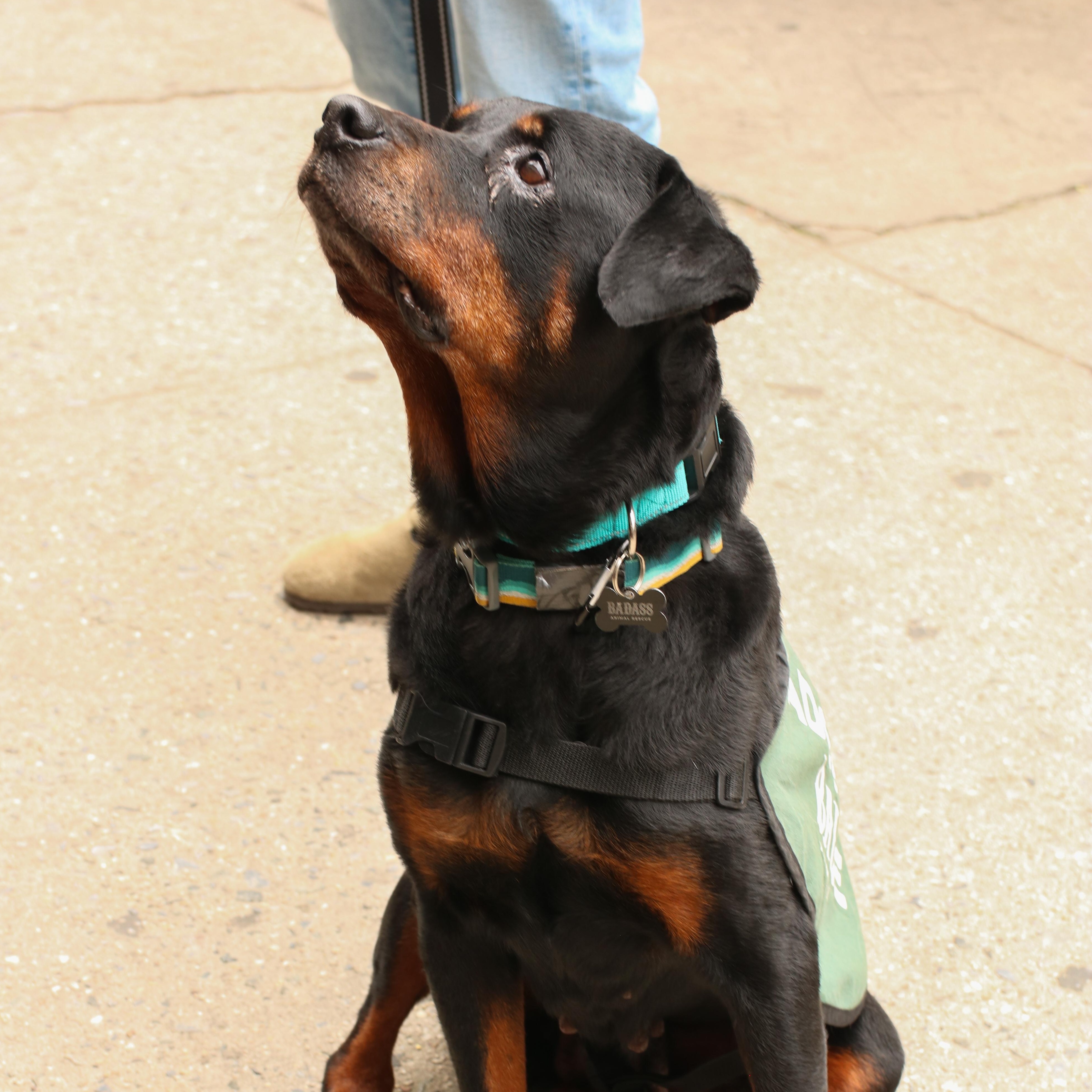 Enlarge Jane Goodall, a Adoptable Rottweiler in Brooklyn, NY image 4/6