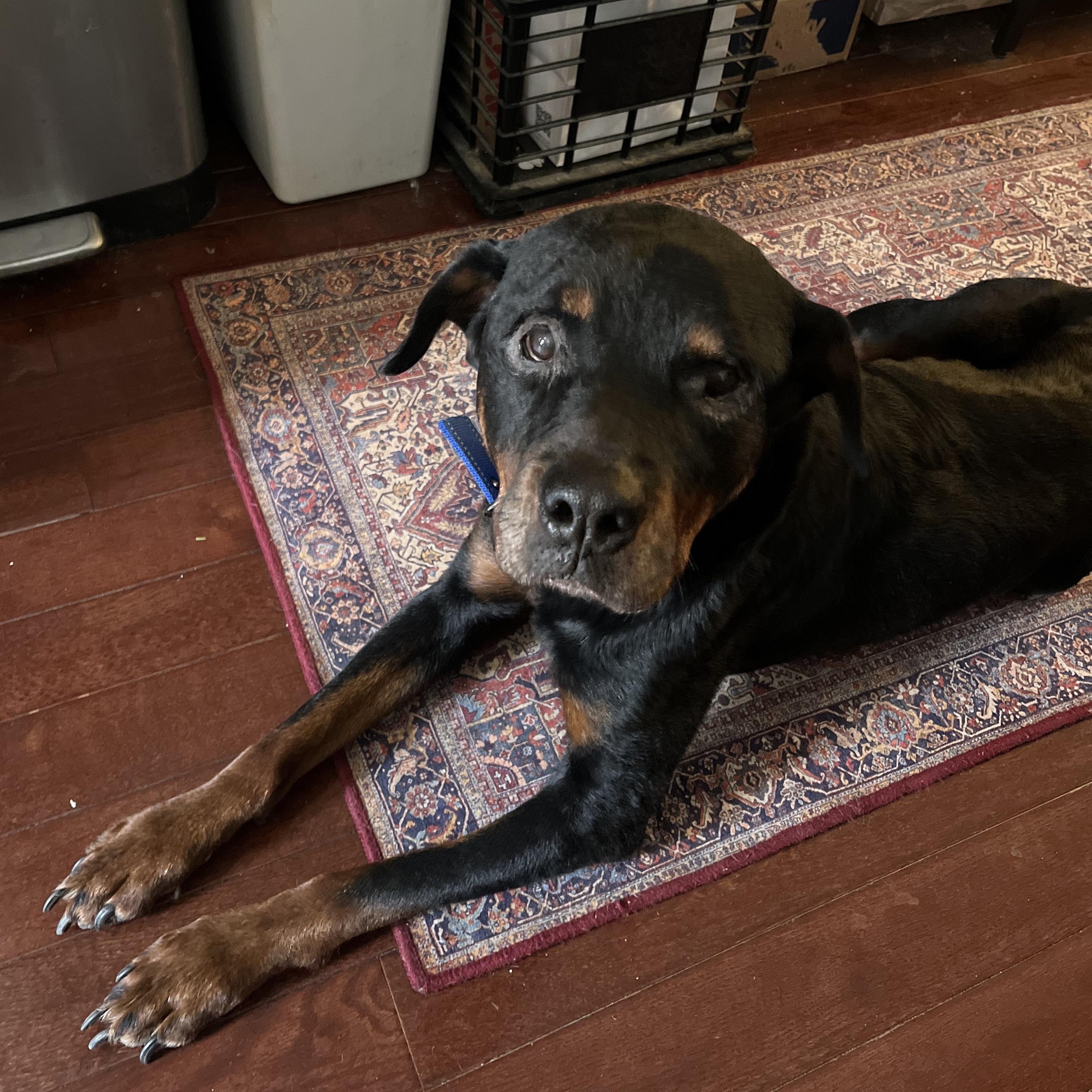 Enlarge Jane Goodall, a Adoptable Rottweiler in Brooklyn, NY image 3/5