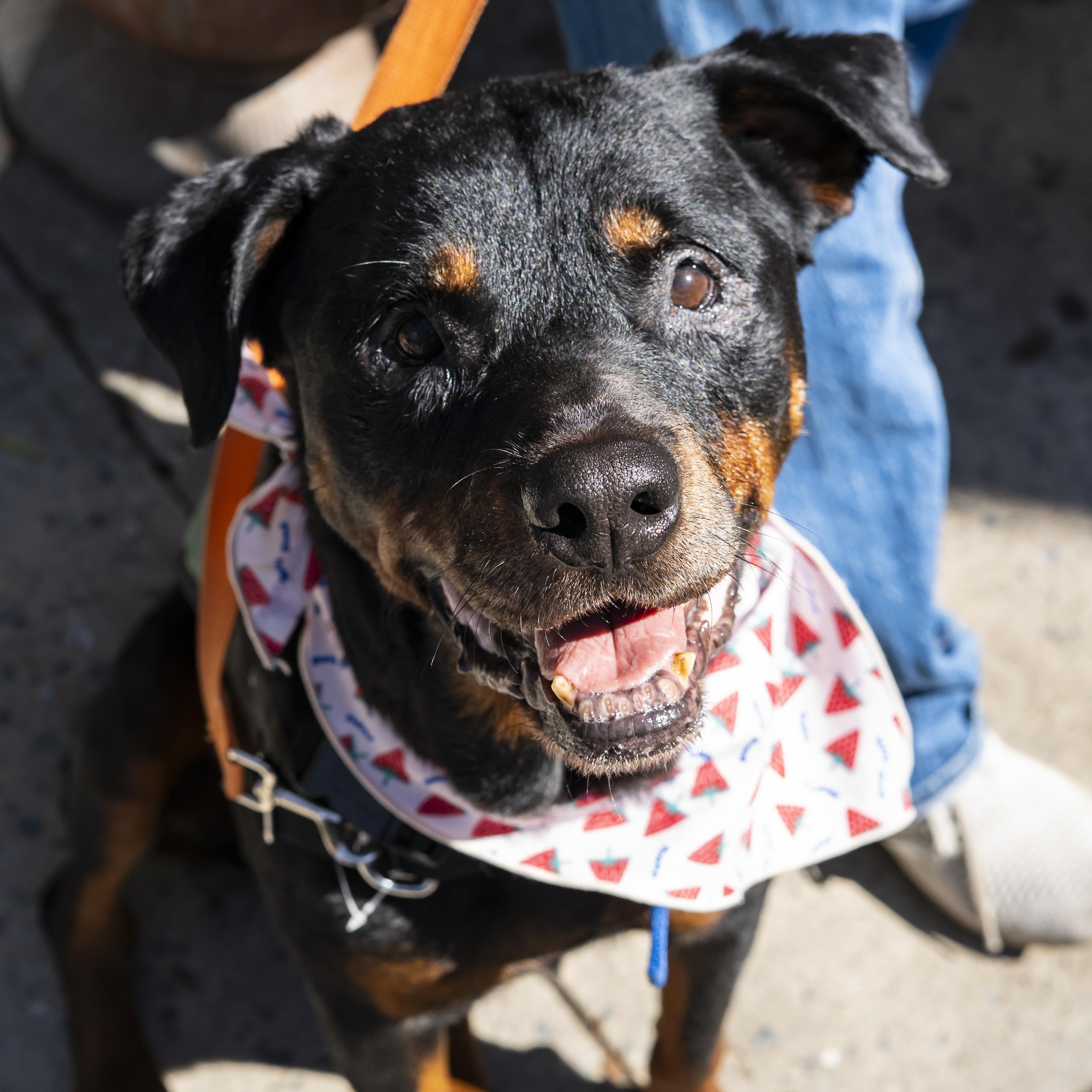 Jane Goodall, Adoptable, Senior Female Rottweiler.