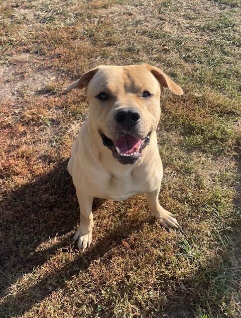 Enlarge PIKE, a Adoptable mixed breed in Lees Summit, MO image 1/1