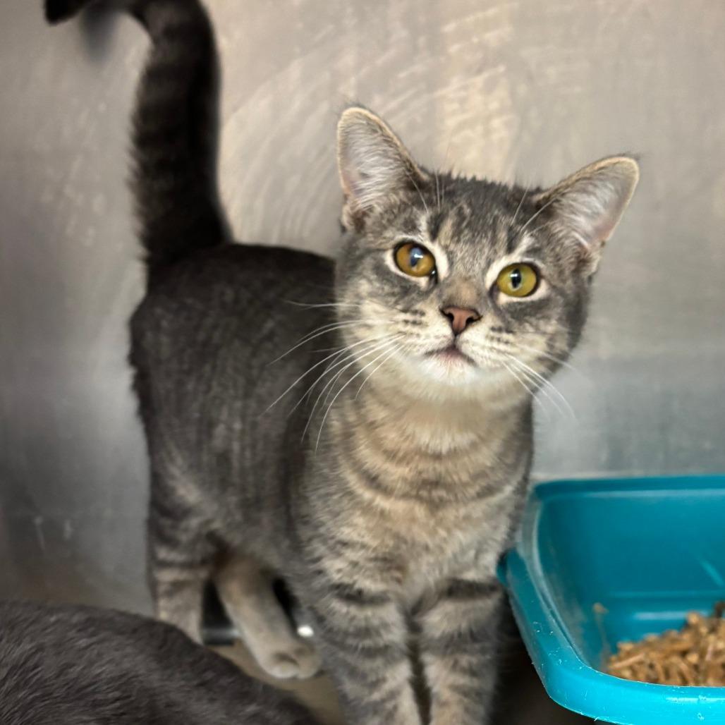 Branch, ADOPTABLE, Adult Female Domestic Short Hair.