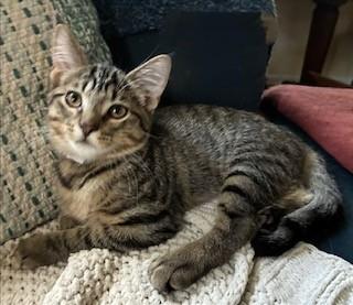 Gavin, Adoptable, Kitten Male Domestic Short Hair.