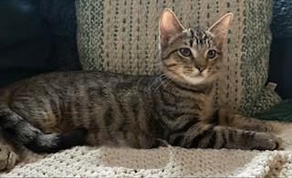 Enlarge Gavin, a Adoptable Domestic Short Hair in Kenosha, WI image 2/5