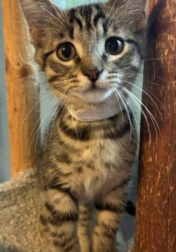 Enlarge Gavin, a Adoptable Domestic Short Hair in Kenosha, WI image 3/5