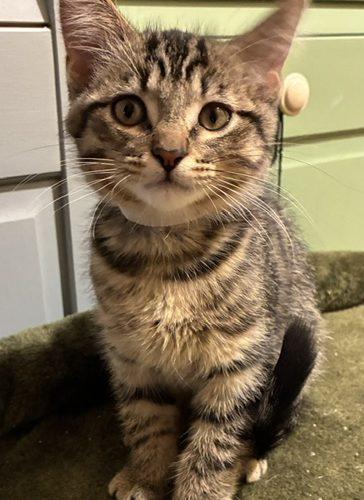 Enlarge Gavin, a Adoptable Domestic Short Hair in Kenosha, WI image 4/5
