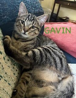 Enlarge Gavin, a Adoptable Domestic Short Hair in Kenosha, WI image 5/5