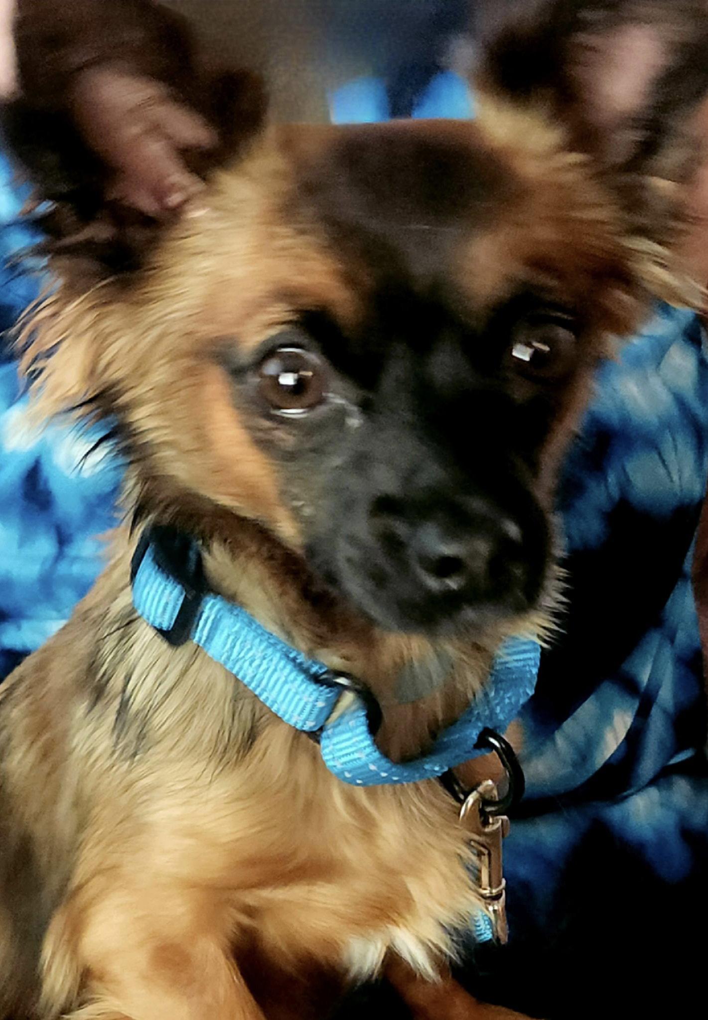 Tara, Adoptable, Puppy Female Papillon & Chihuahua.