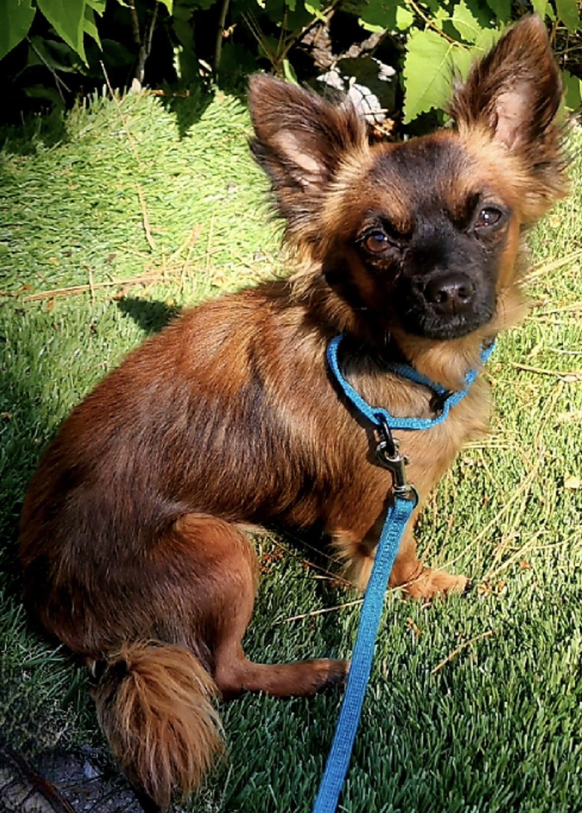Tara, a Adoptable mixed breed in Rancho Cucamonga, CA image 2/3