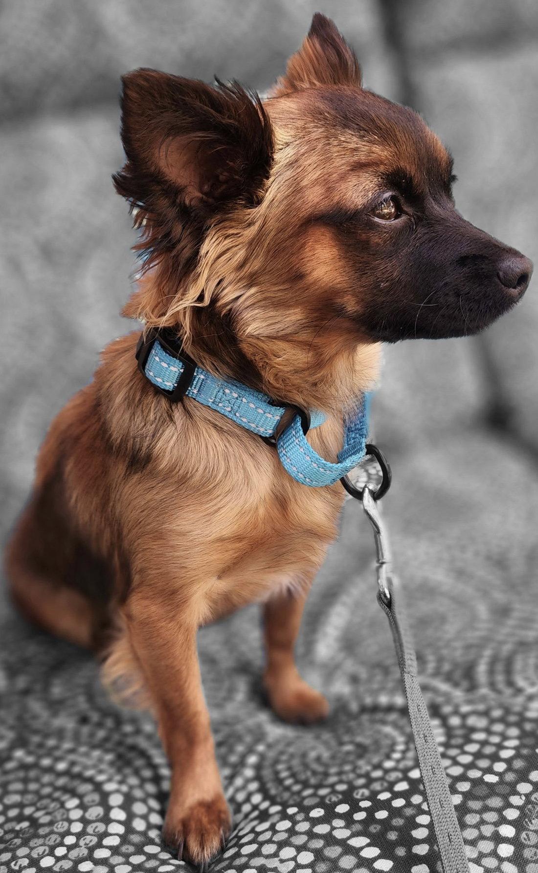 Tara, a Adoptable mixed breed in Rancho Cucamonga, CA image 3/3