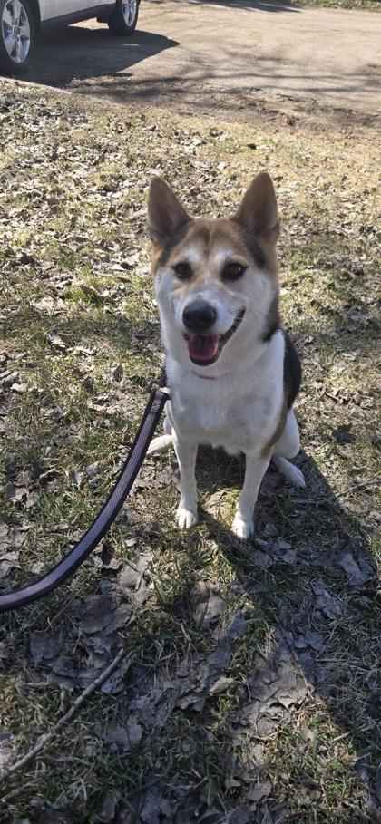 Ki, Adoptable, Adult Male Shiba Inu & Mixed Breed.