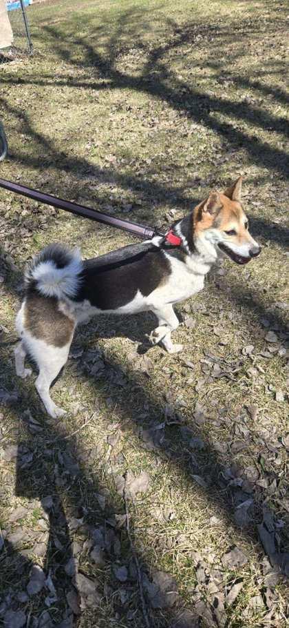 Enlarge Ki, a Adoptable mixed breed in Fergus Falls, MN image 2/3