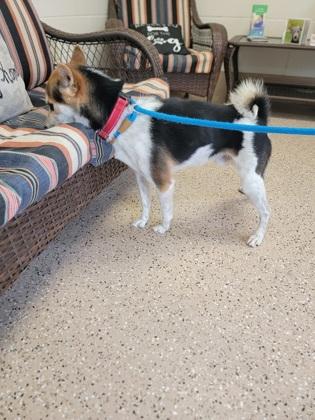 Ki, Adoptable, Adult Male Shiba Inu & Mixed Breed.