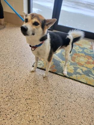 Enlarge Ki, a Adoptable mixed breed in Fergus Falls, MN image 2/2