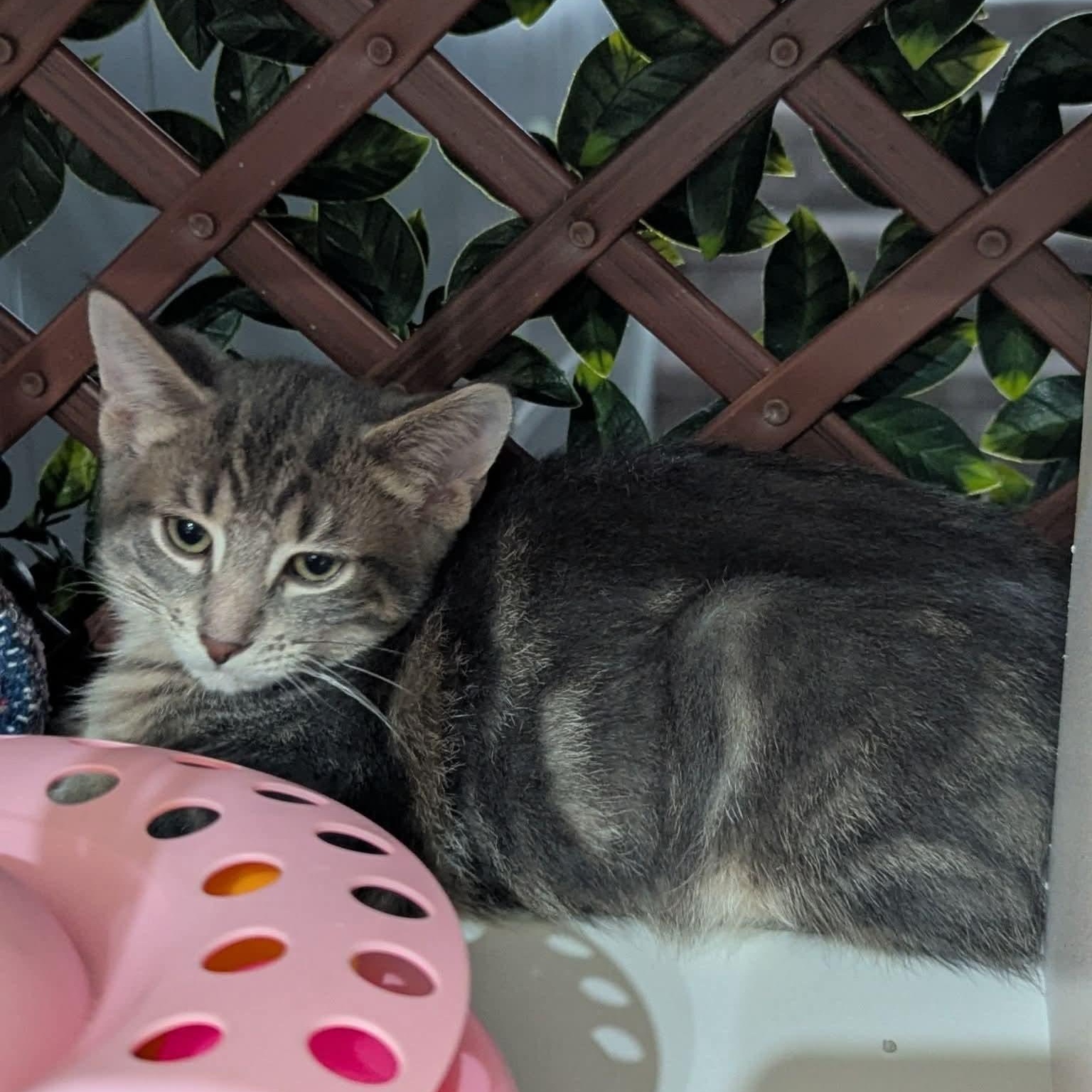 Enlarge Wilbur, a Adoptable Tabby in Kentwood, MI image 4/5