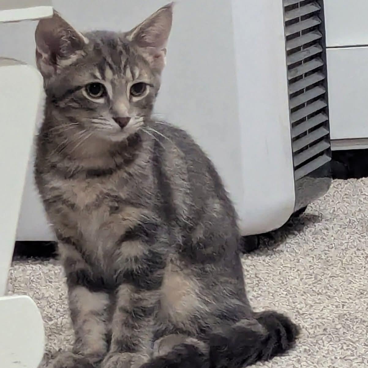 Enlarge Wilbur, a Adoptable Tabby in Kentwood, MI image 1/5