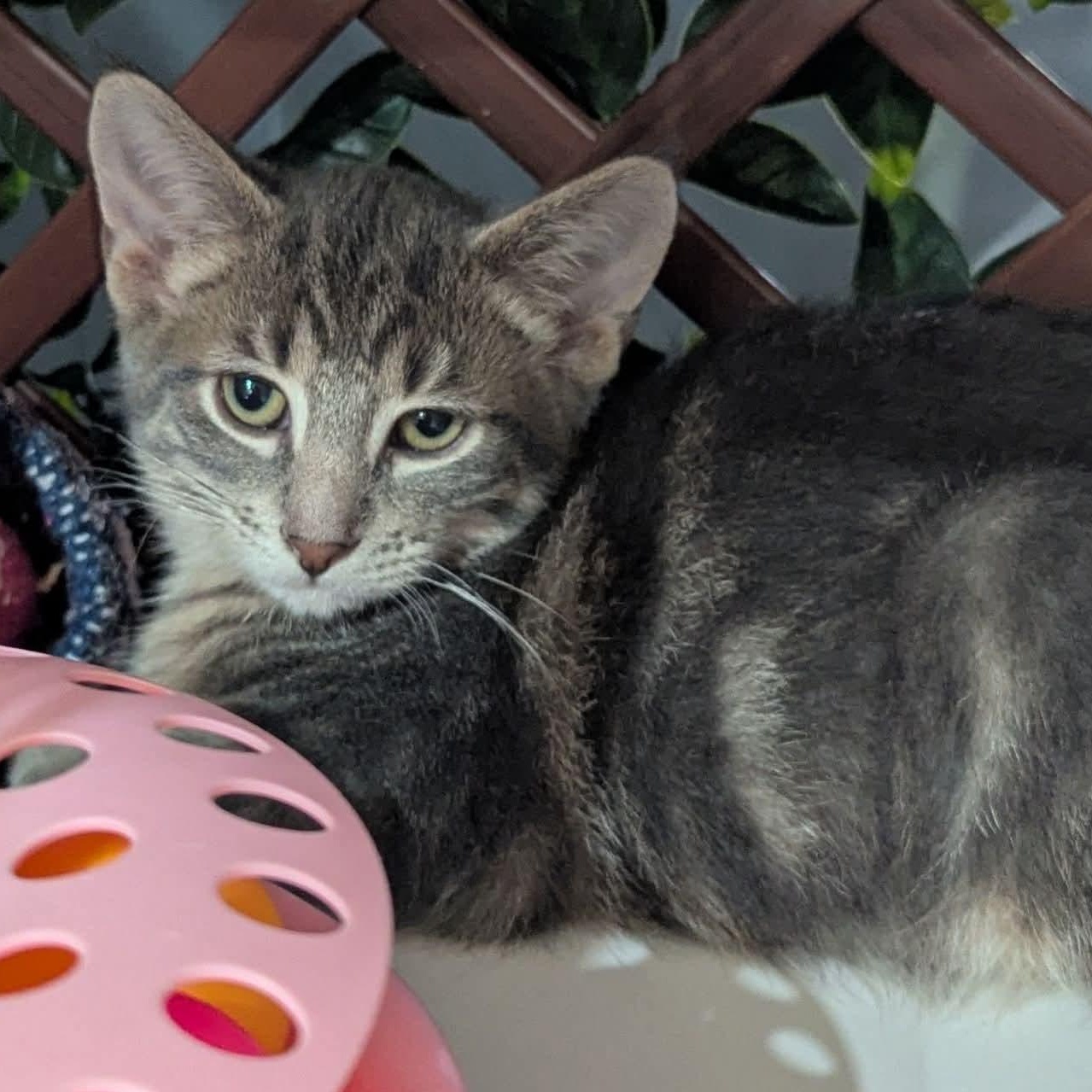 Enlarge Wilbur, a Adoptable Tabby in Kentwood, MI image 2/5