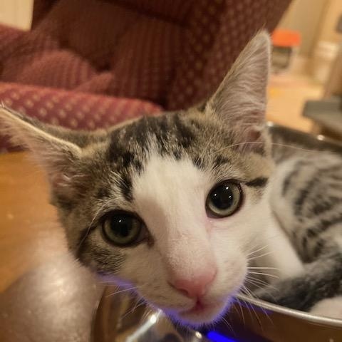 SPRING, Adoptable, Young Female Domestic Short Hair.