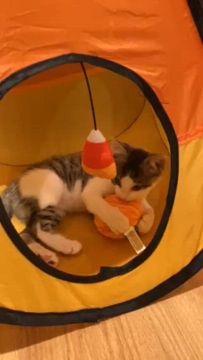 Enlarge SPRING, a Adoptable mixed breed in Watkinsville, GA video 5/5